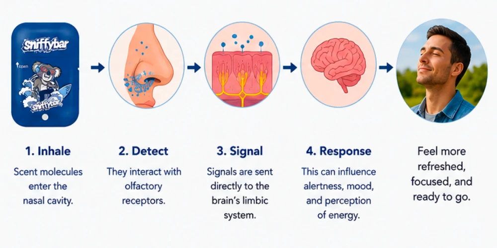 How a nasal inhaler works through the olfactory system